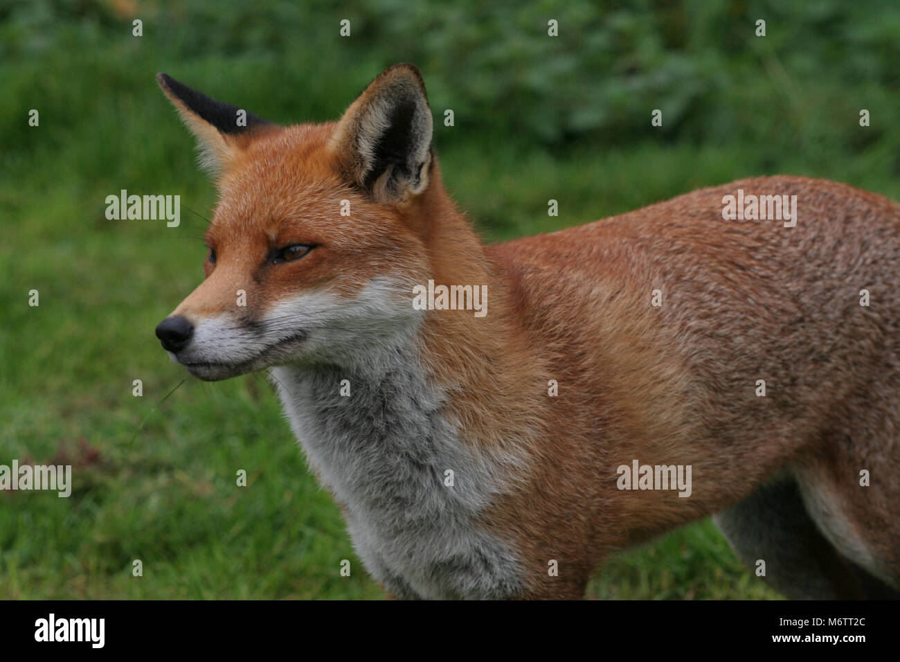 The red fox, Vulpes vulpes, is quintessentially English Stock Photo