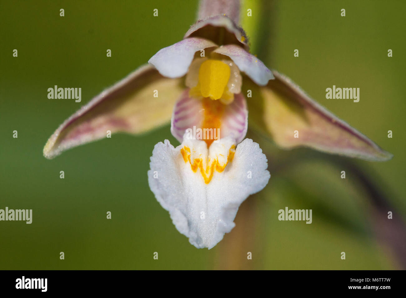 Epipactis palustris, marsh helleborine macro flowers Stock Photo