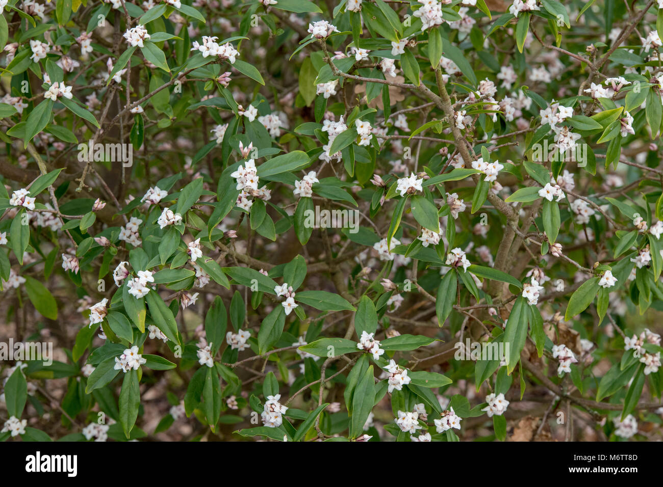 Daphne 'Spring herald' . Nepalese paper plant Stock Photo