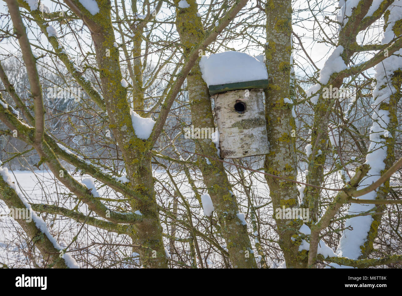 Winter brings snowfall to the rural Lincolnshire countryside near Bourne. A nesting box for birds sit in a tree covered in snow. Stock Photo