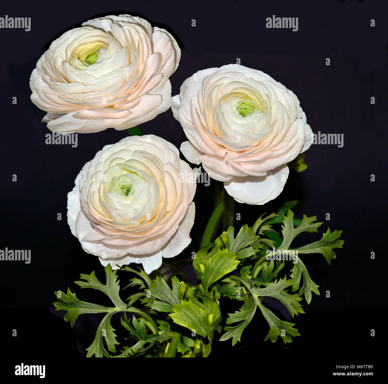 Beautiful bouquet of pale-pink ranunculus flowers with green leaves close up,  isolated on black background - elegant detail for your floral design Stock Photo