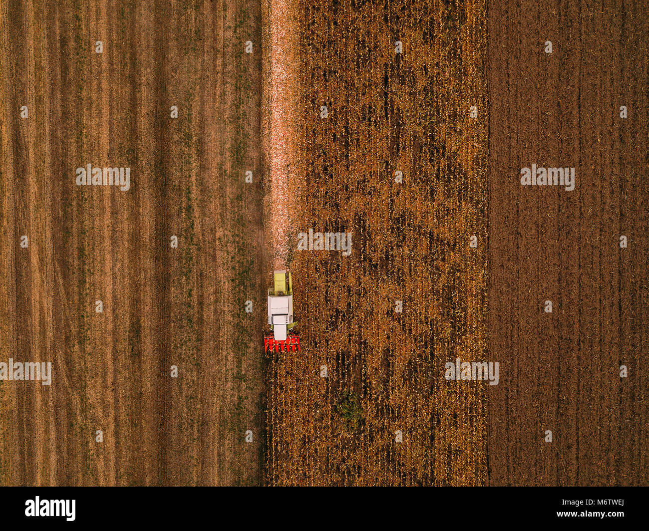 Corn maize harvest, aerial view of combine harvester working on ripe maize crop field from drone pov Stock Photo