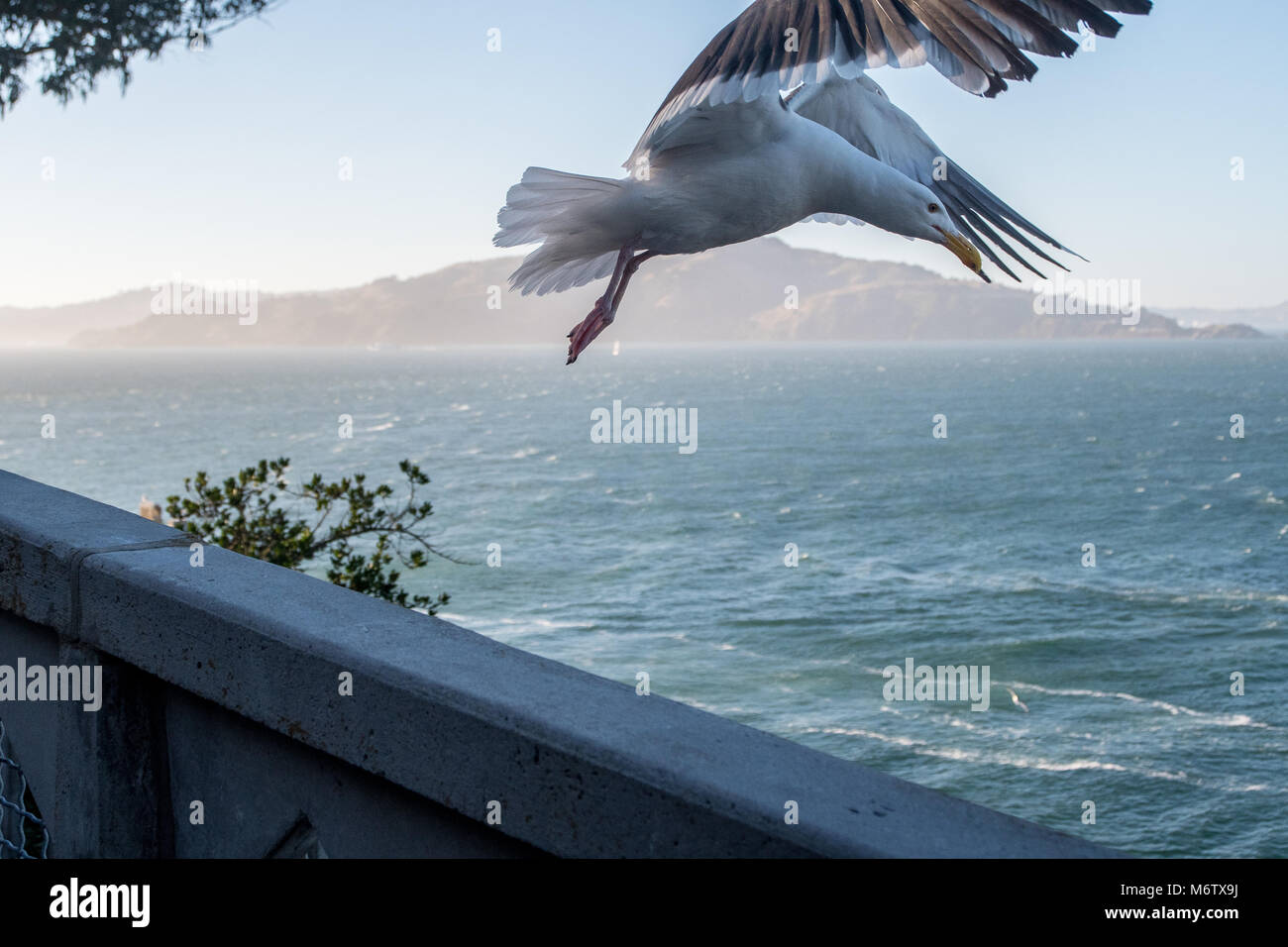 seagull take off Stock Photo
