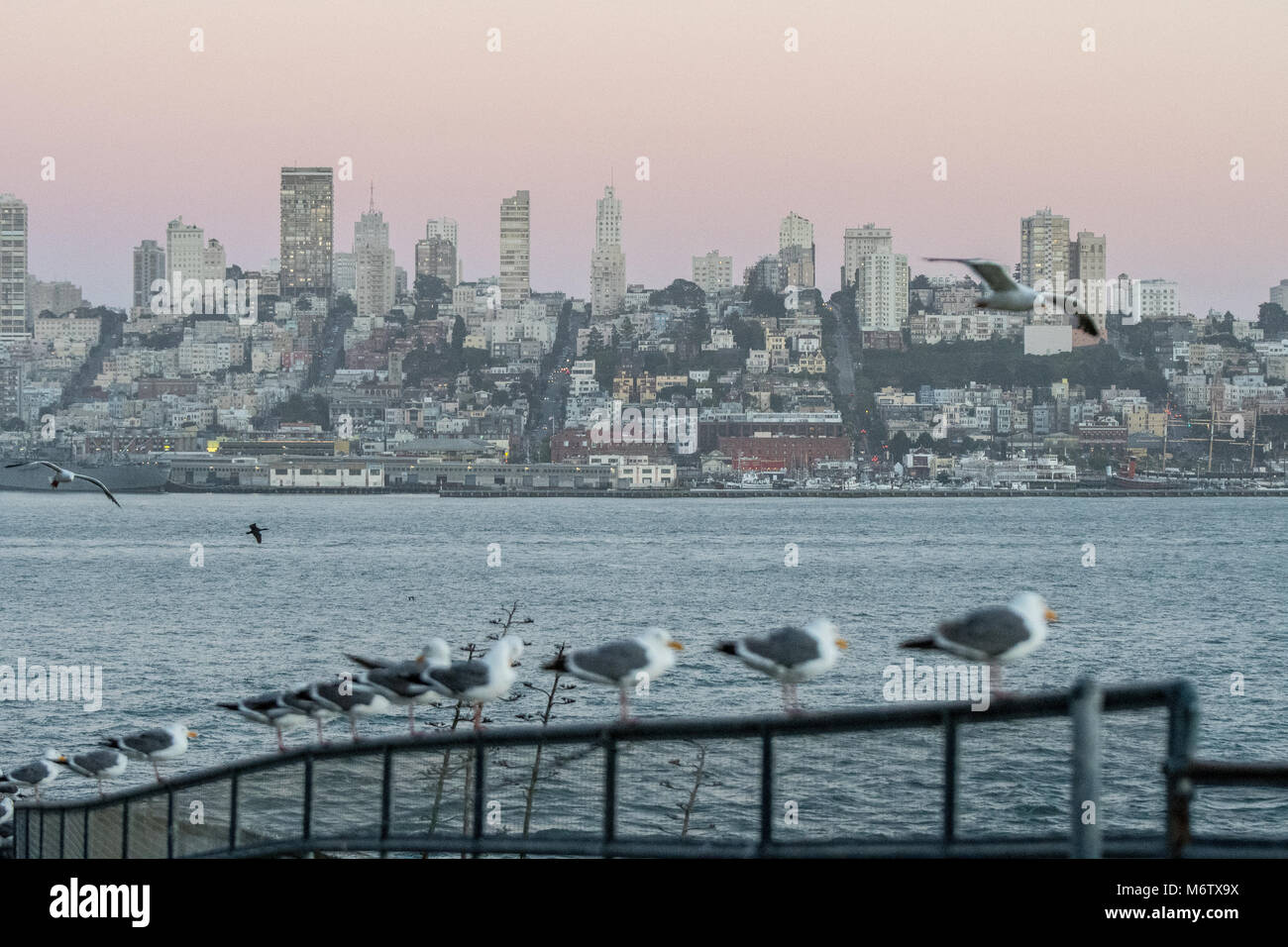 seagulls of San Francisco Stock Photo