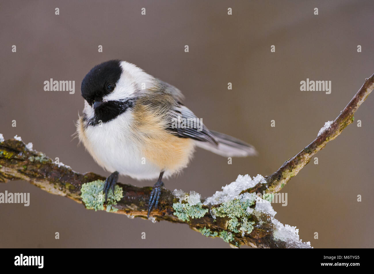 Black-capped Chickadee (Poecile atricapillus) on branch with lichen and snow Stock Photo