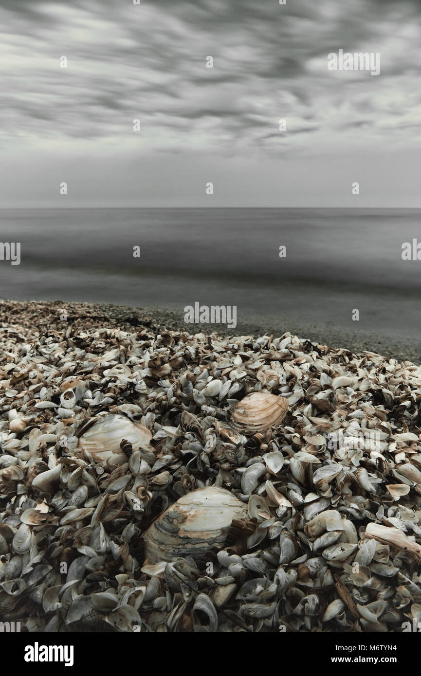 Zebra mussels washed ashore, Lake Erie, Great Lakes region Stock Photo