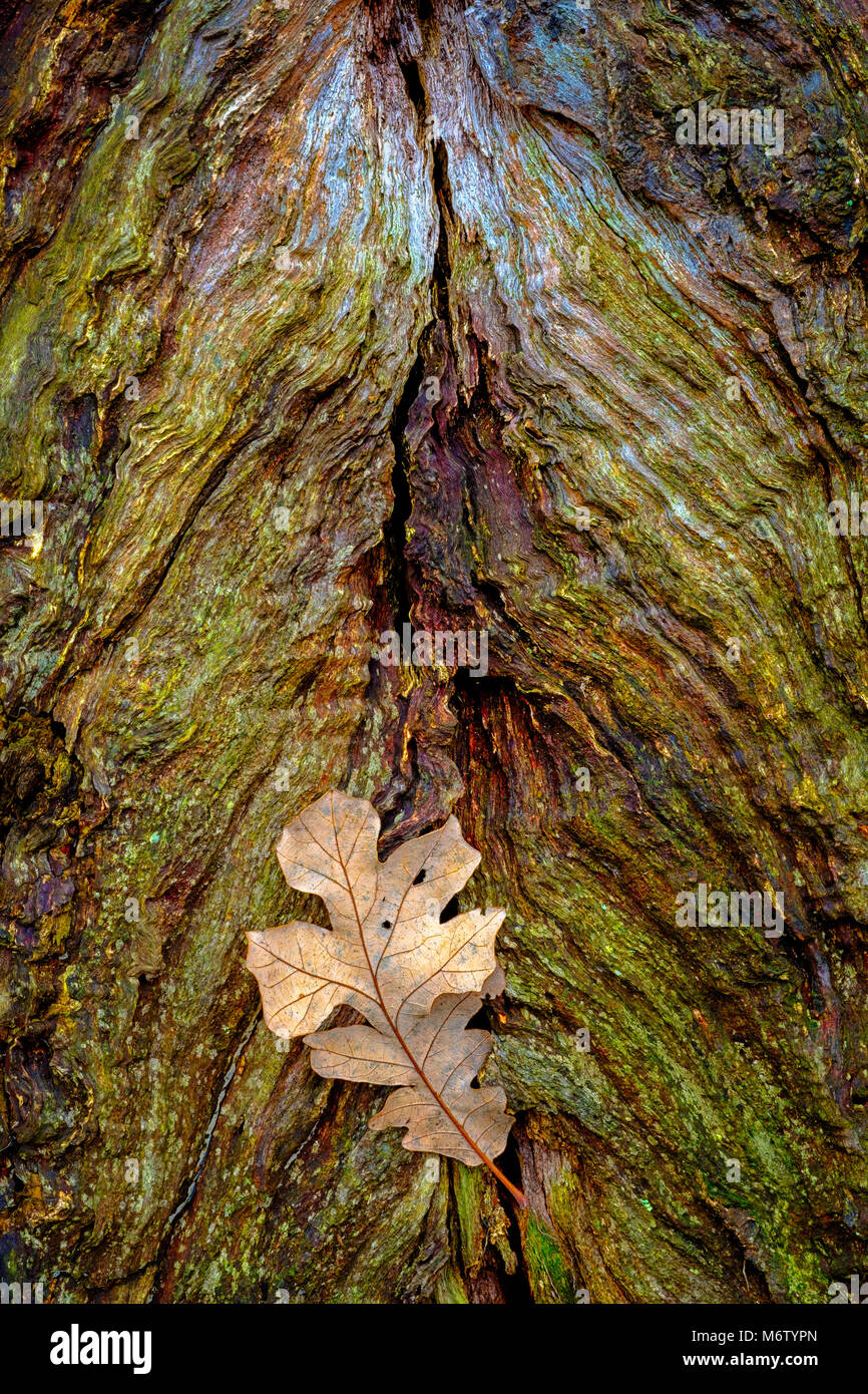 White oak leaf comes to rest at base of old oak tree Stock Photo