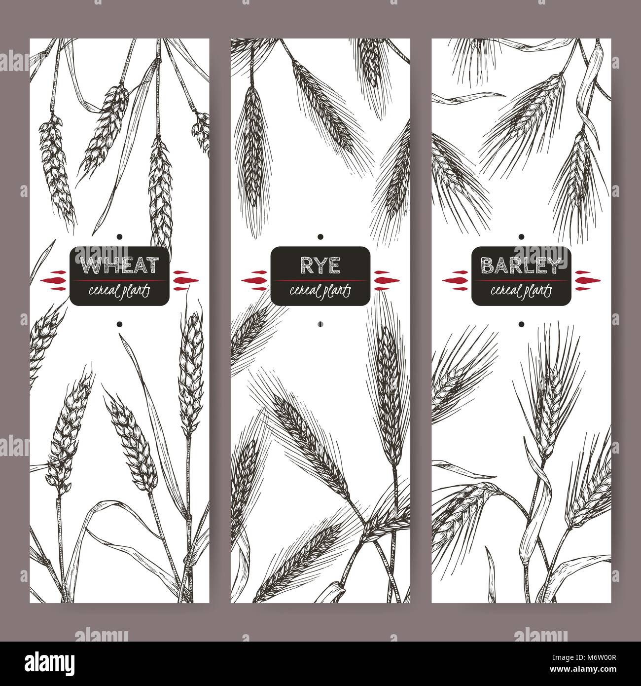 Set of three labels with bread wheat, rye and barley sketch. Cereal plants collection. Stock Vector