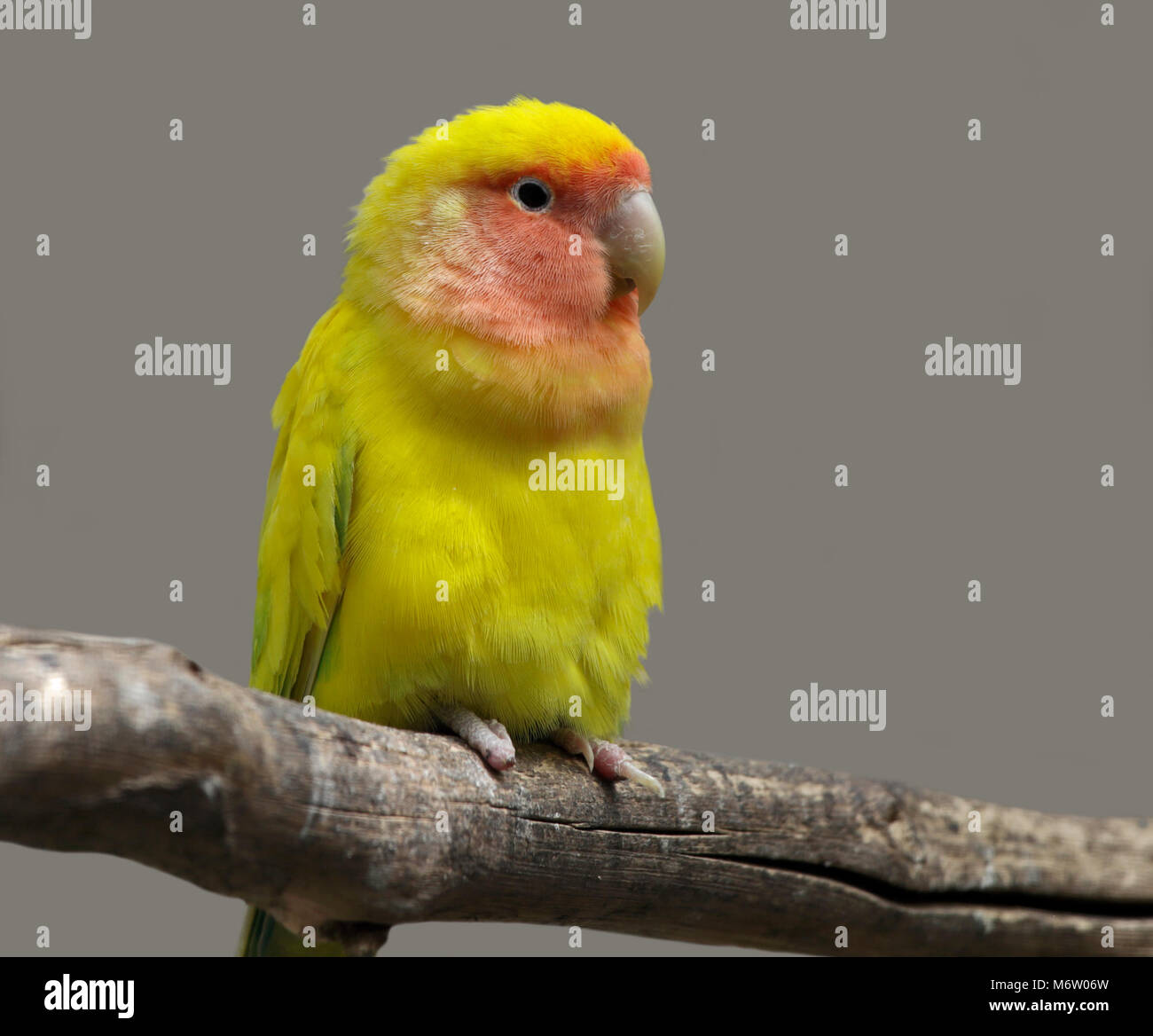 Lutino Lovebird (agapornis roseicollis) - Peach-Faced Lovebird variant Stock Photo