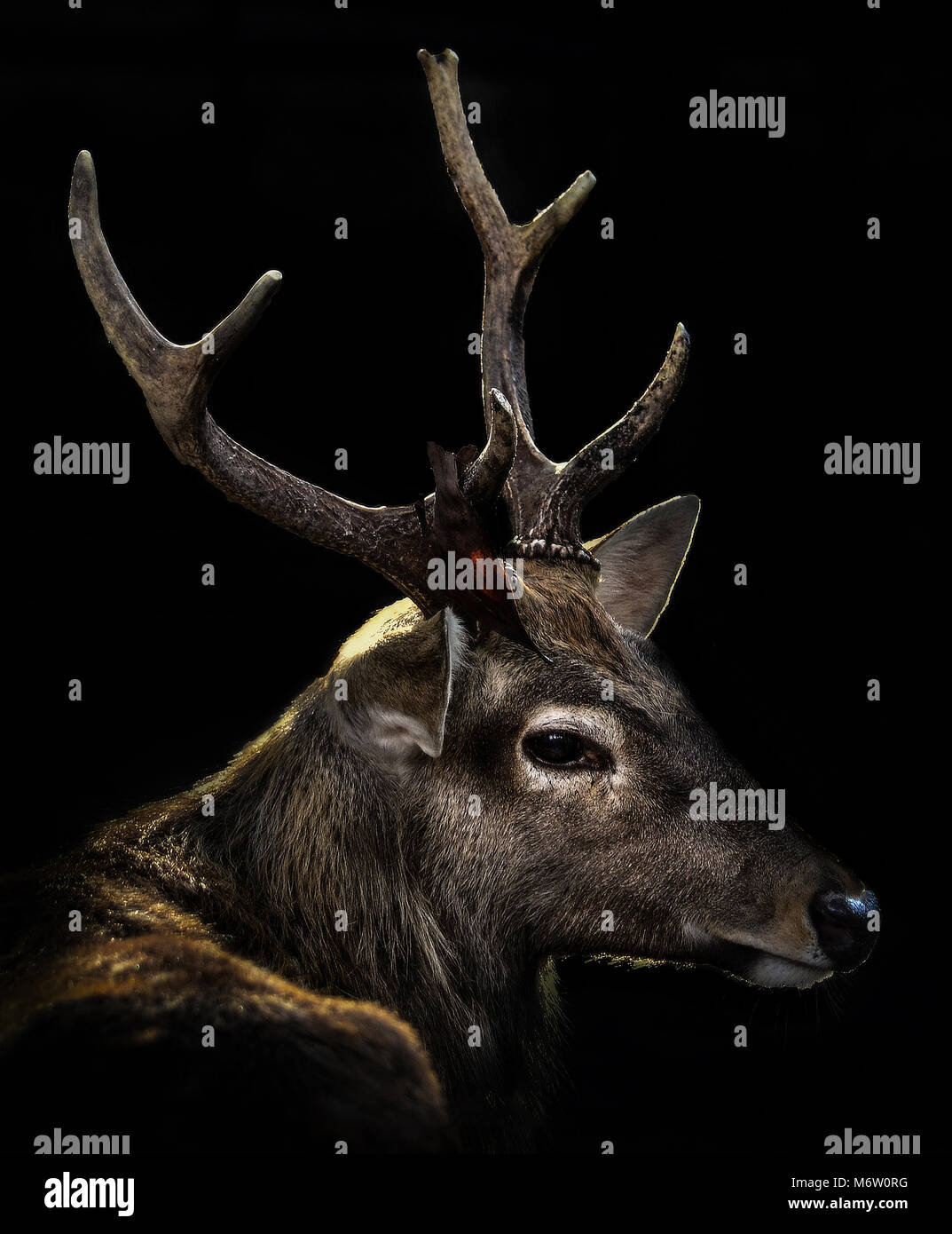 Deer black background Stock Photo