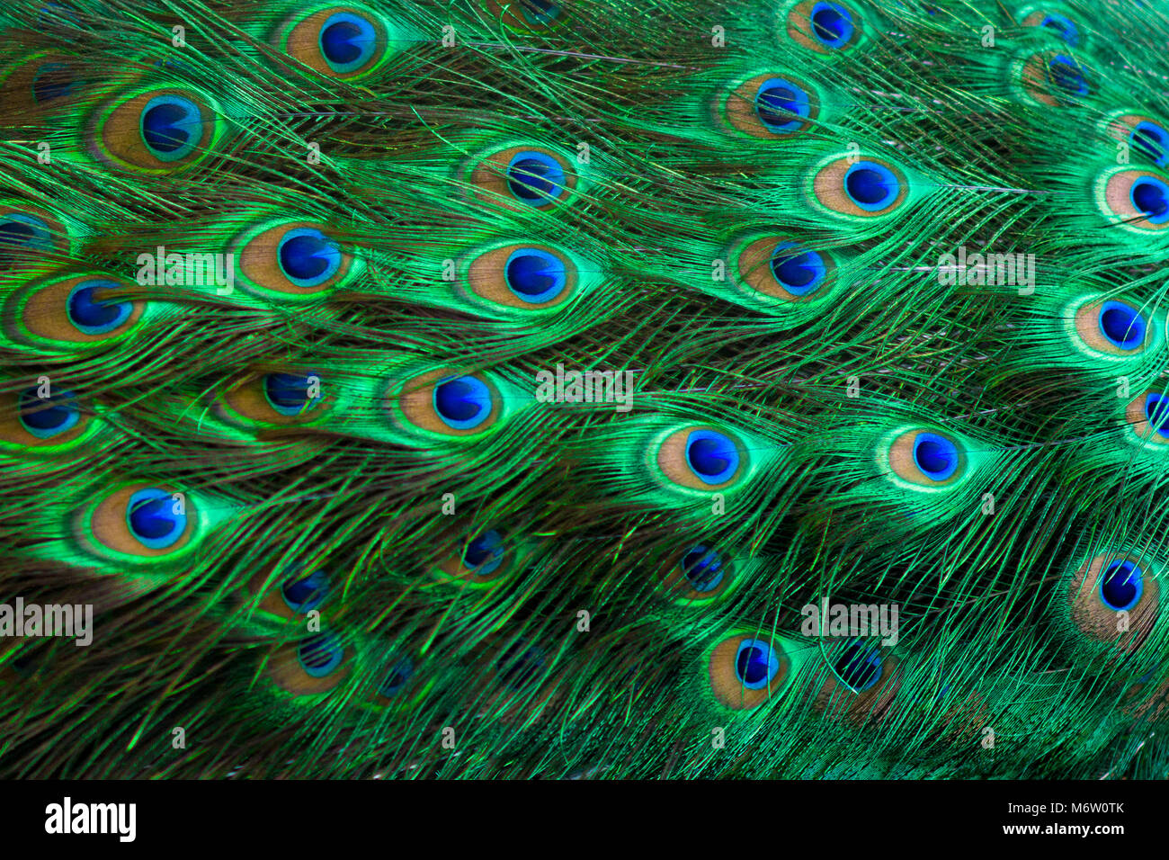 Peacock feathers Green Dot Pattern Blue Background Stock Photo