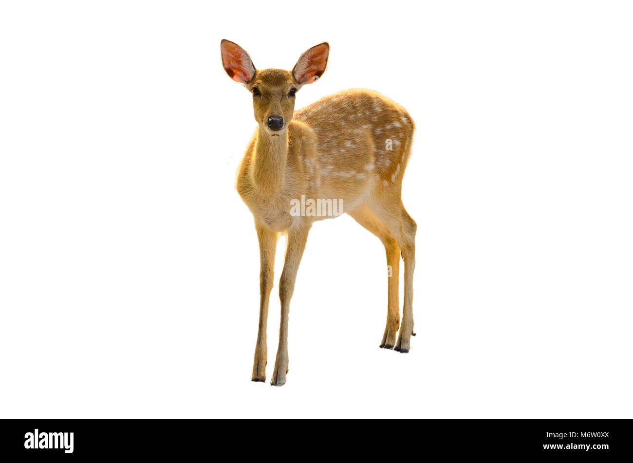 baby deer isolated in white background Stock Photo