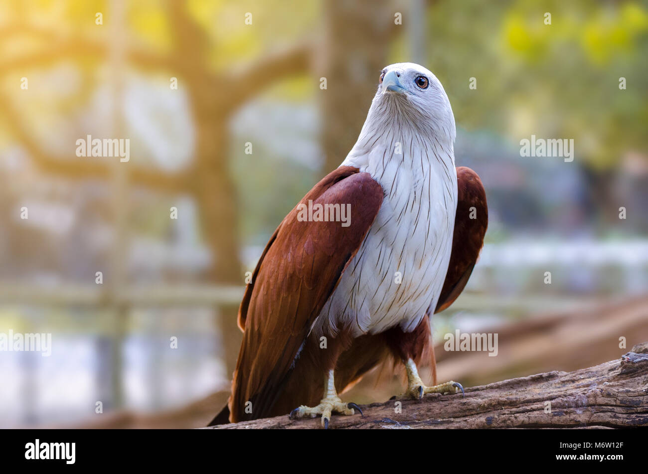 Uae Falcon Wallpaper