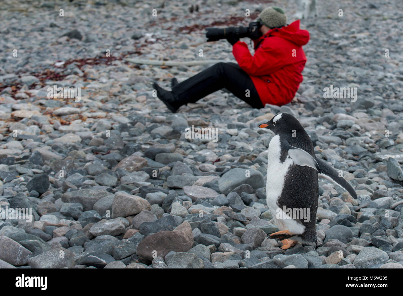 Antarctica, Cuverville Island. Adventure tourist close to Gentoo penguin (Pygoscelis papua) Model release. Stock Photo