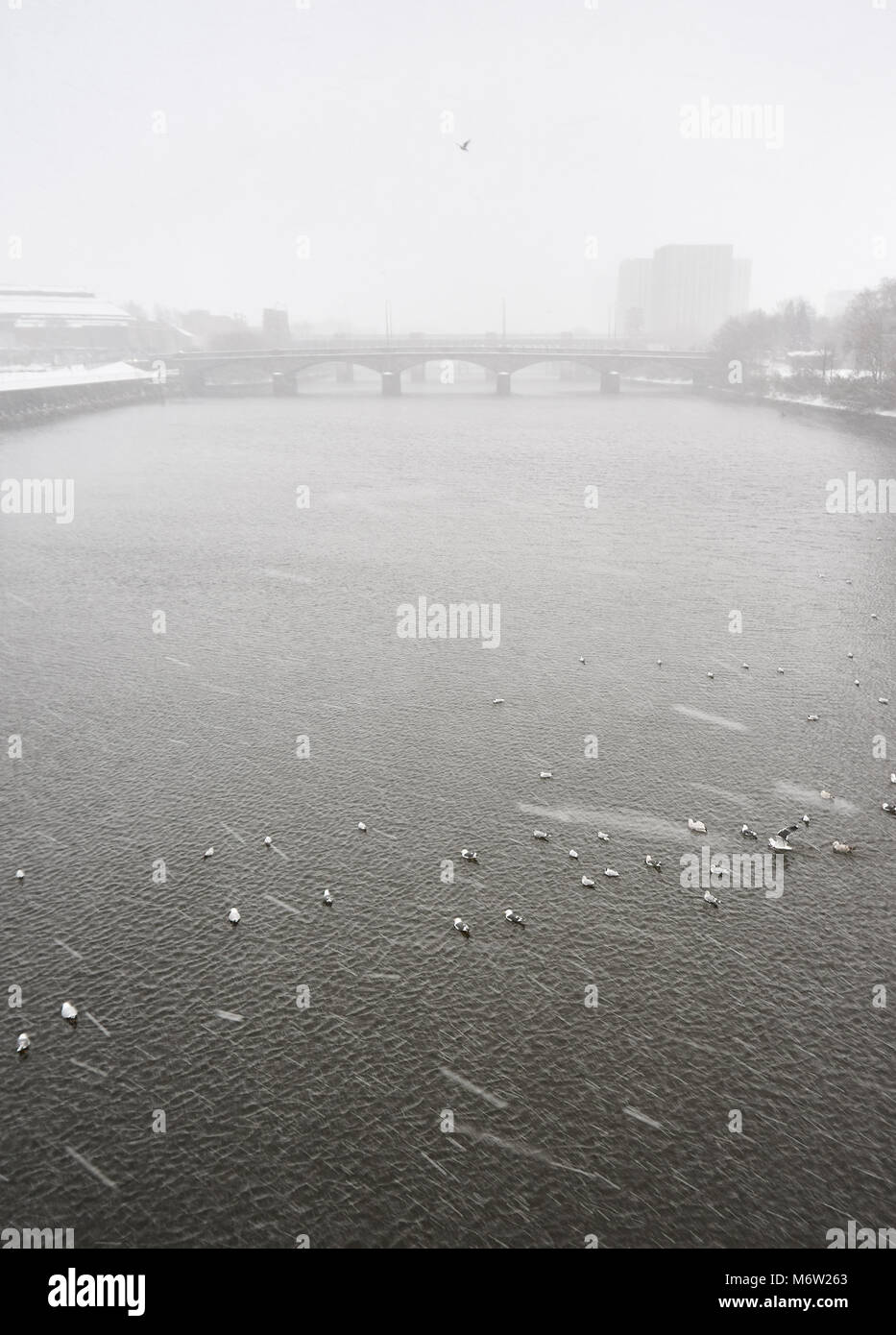 Birds resting on the surface of the river Clyde during the winter conditions, following the 'beast from the east' cold front, Glasgow. Stock Photo