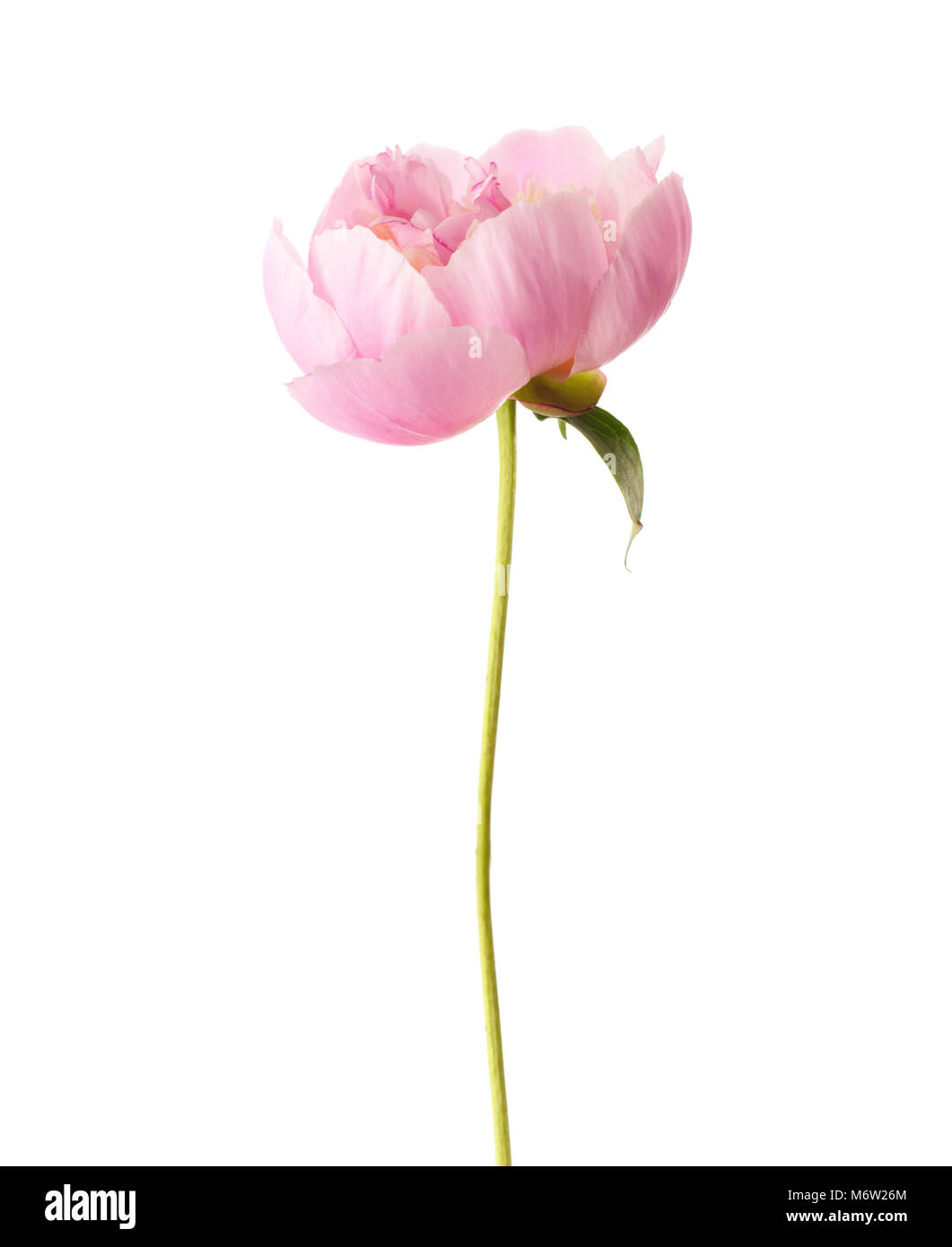 Light pink peony isolated on white background Stock Photo - Alamy