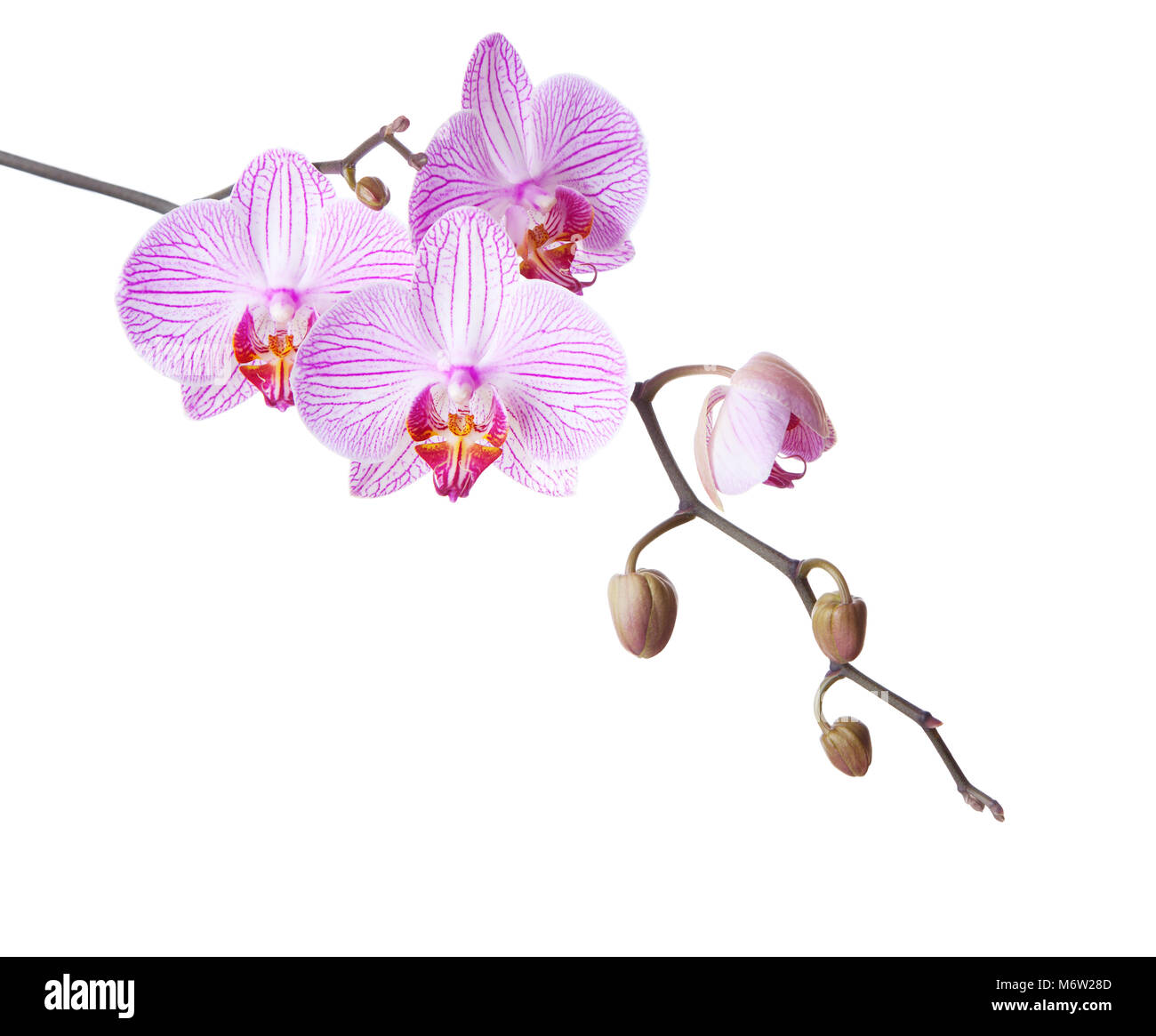 Pink orchid isolated on white background Stock Photo - Alamy