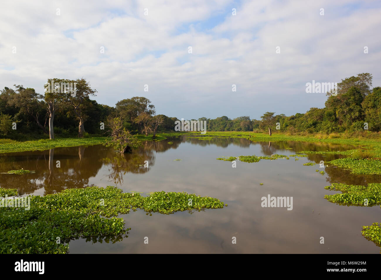 sri lankan lily lake with reflections at wasgamuwa national park with tropical forest lotus and water hyacinth under a blue cloudy sky Stock Photo