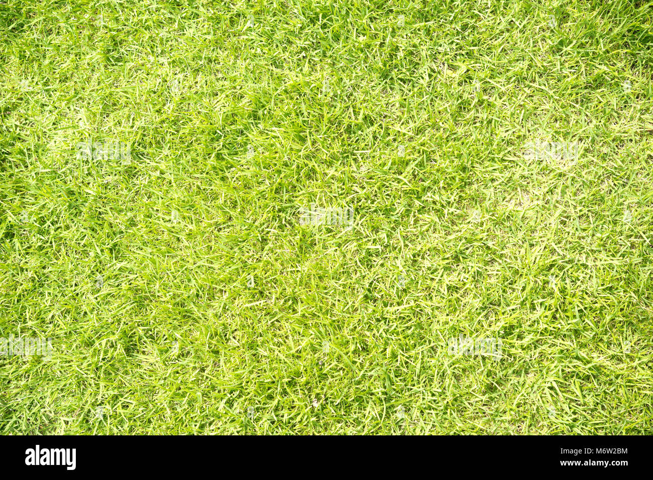 Green grass background Stock Photo - Alamy