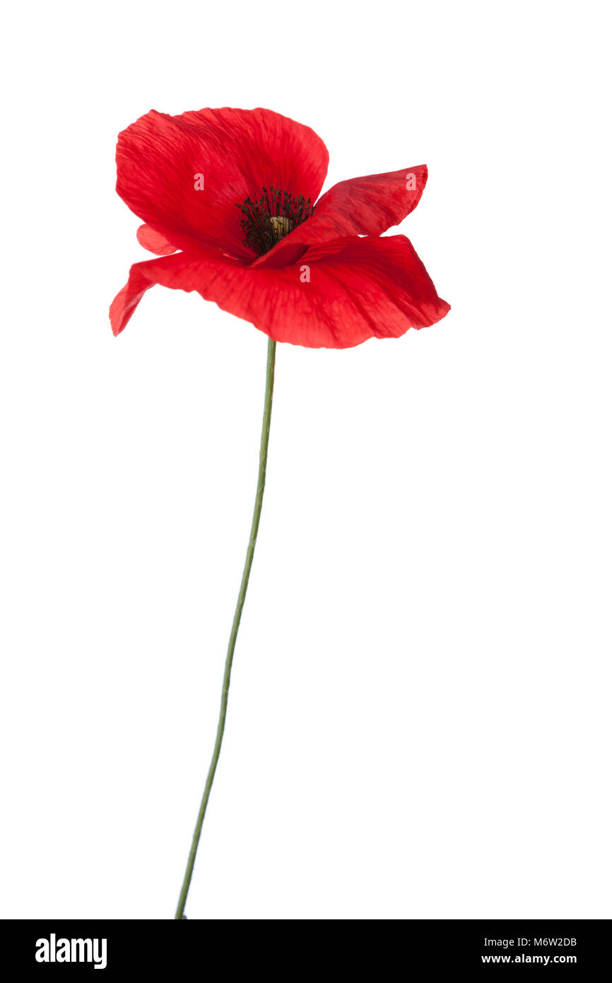 Red poppy isolated on white background Stock Photo - Alamy