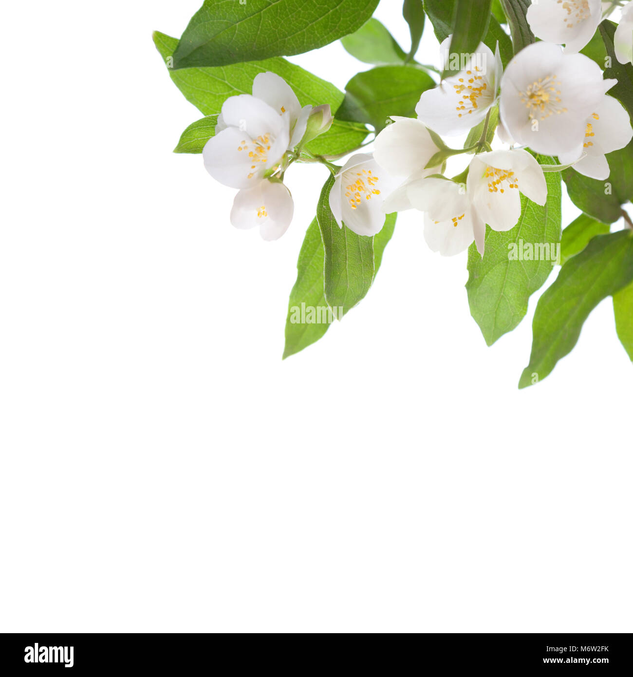 Jasmine flowers isolated on white background Stock Photo - Alamy