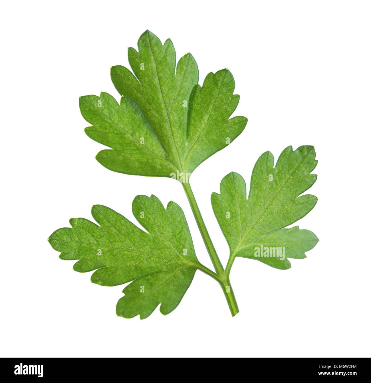 Close-up  leaf of  parsley isolated on a white background. Stock Photo