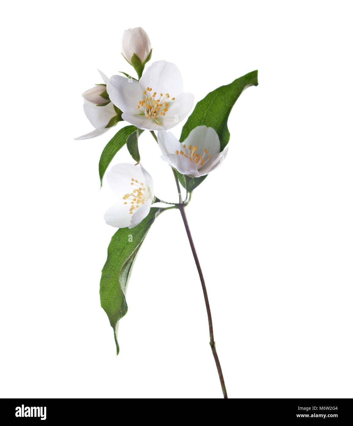 Jasmine flowers isolated on white background Stock Photo - Alamy