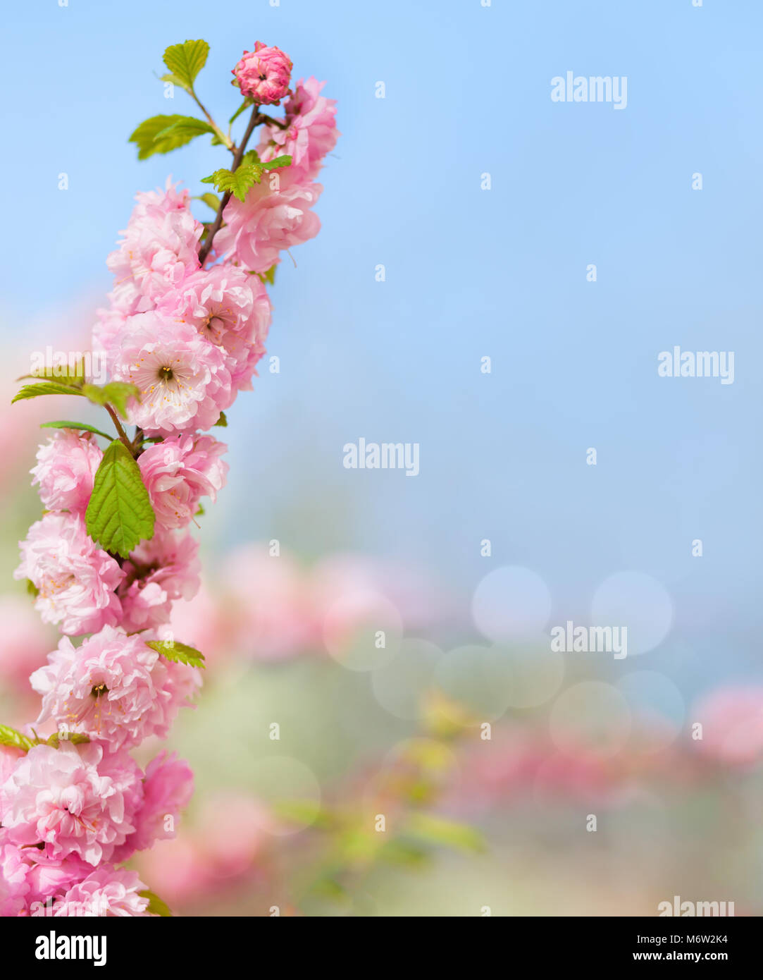 Branch with beautiful pink flowers (Amygdalus triloba). Very shallow depth of field. Stock Photo