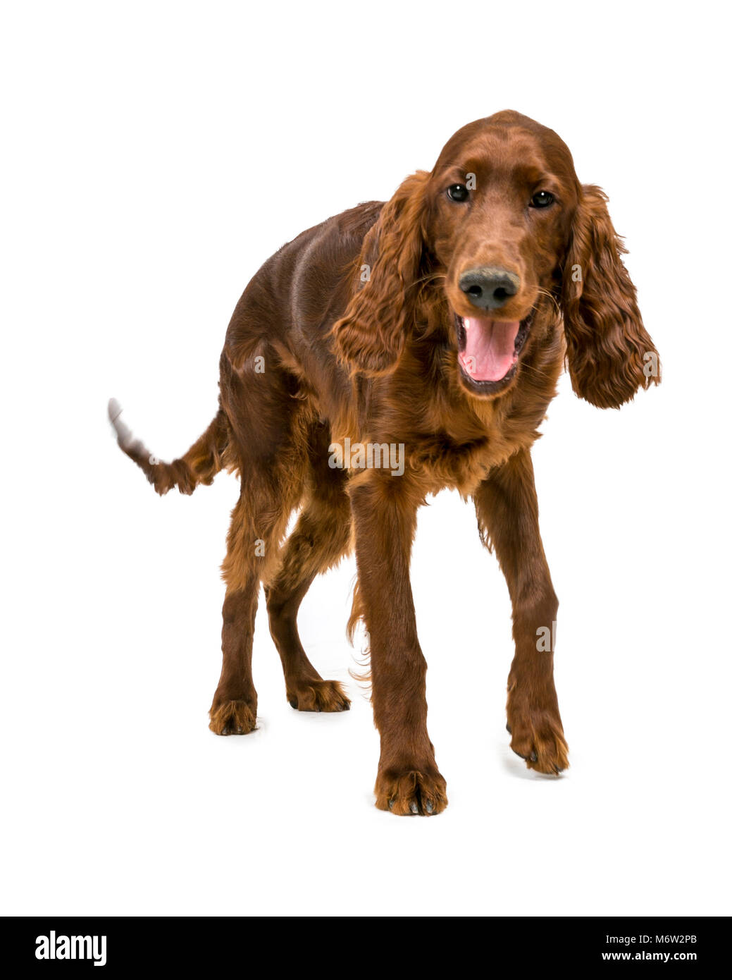 Four month old Irish Red Setter standing Stock Photo