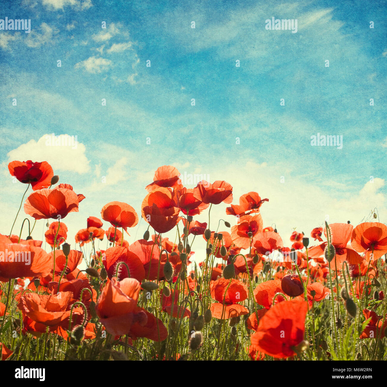 Field of poppies against blue sky with white clouds. Added paper ...