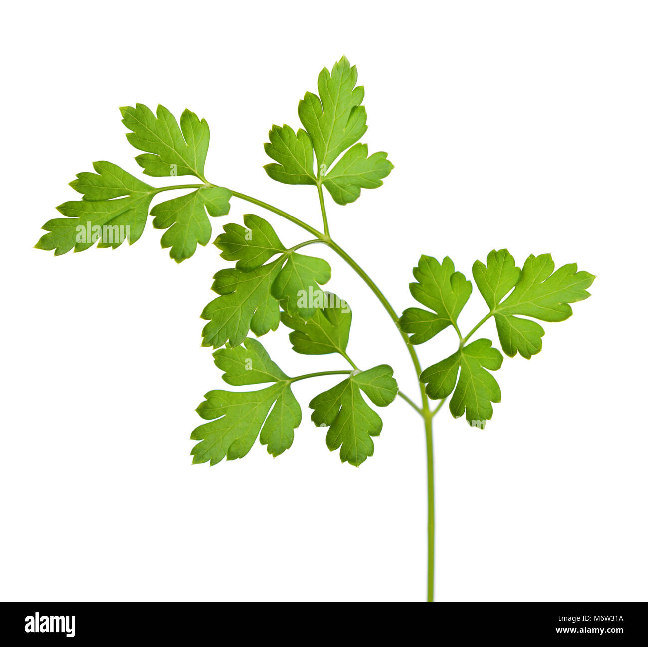 parsley isolated on a white background. Stock Photo