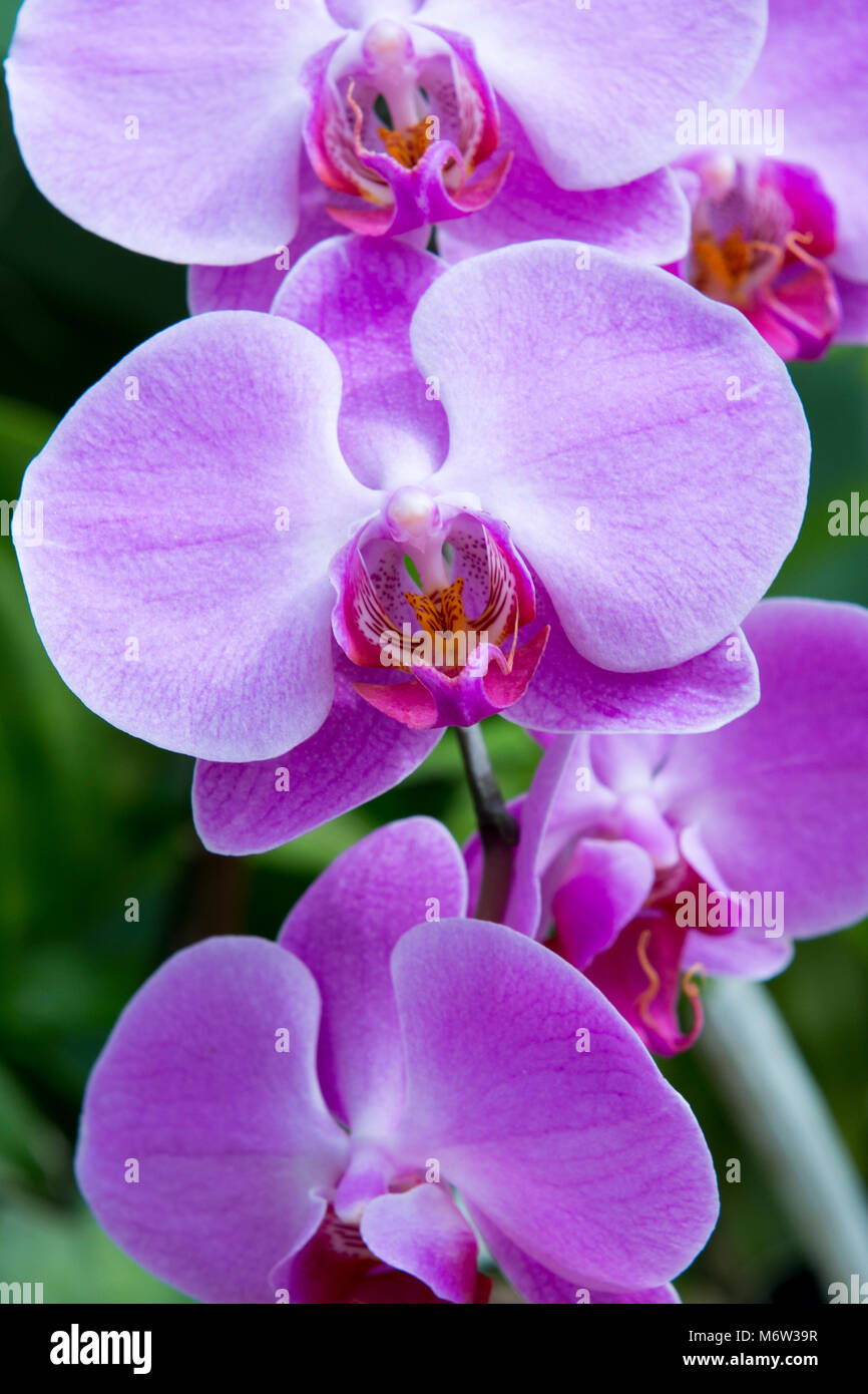 Purple Phalaenopsis Moth Orchid in the Royal Botanic Gardens