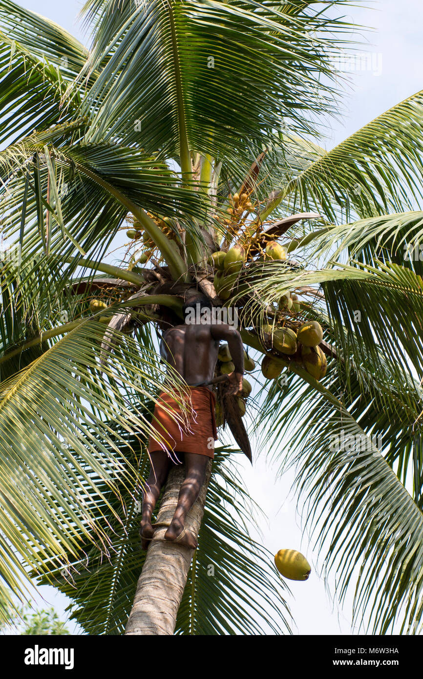 Indian man collecting coconuts from a palm tree in Kumbalangi Village, Cochin, Kochi, India Stock Photo