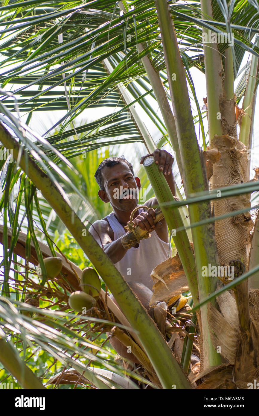 Indian man collecting sap from cut flower stems on palm tree to make