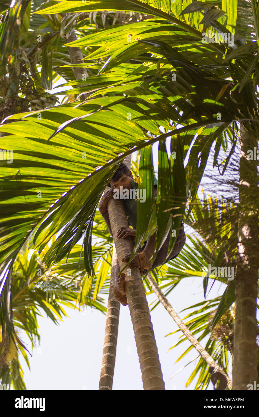 Indian man climbing a palm tree in Goa, India Stock Photo