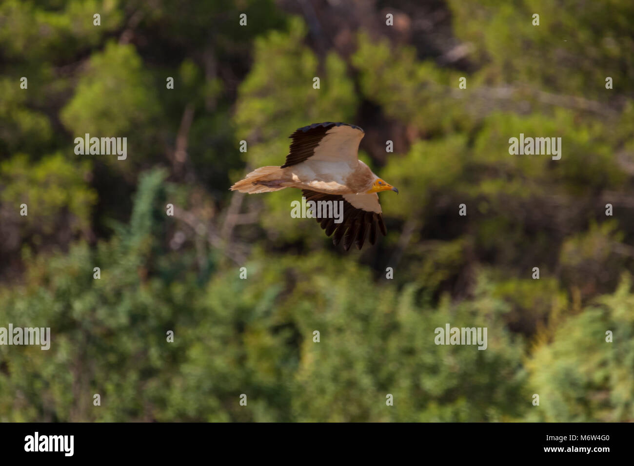 egyptian vulture in flight on a pine tree background Stock Photo