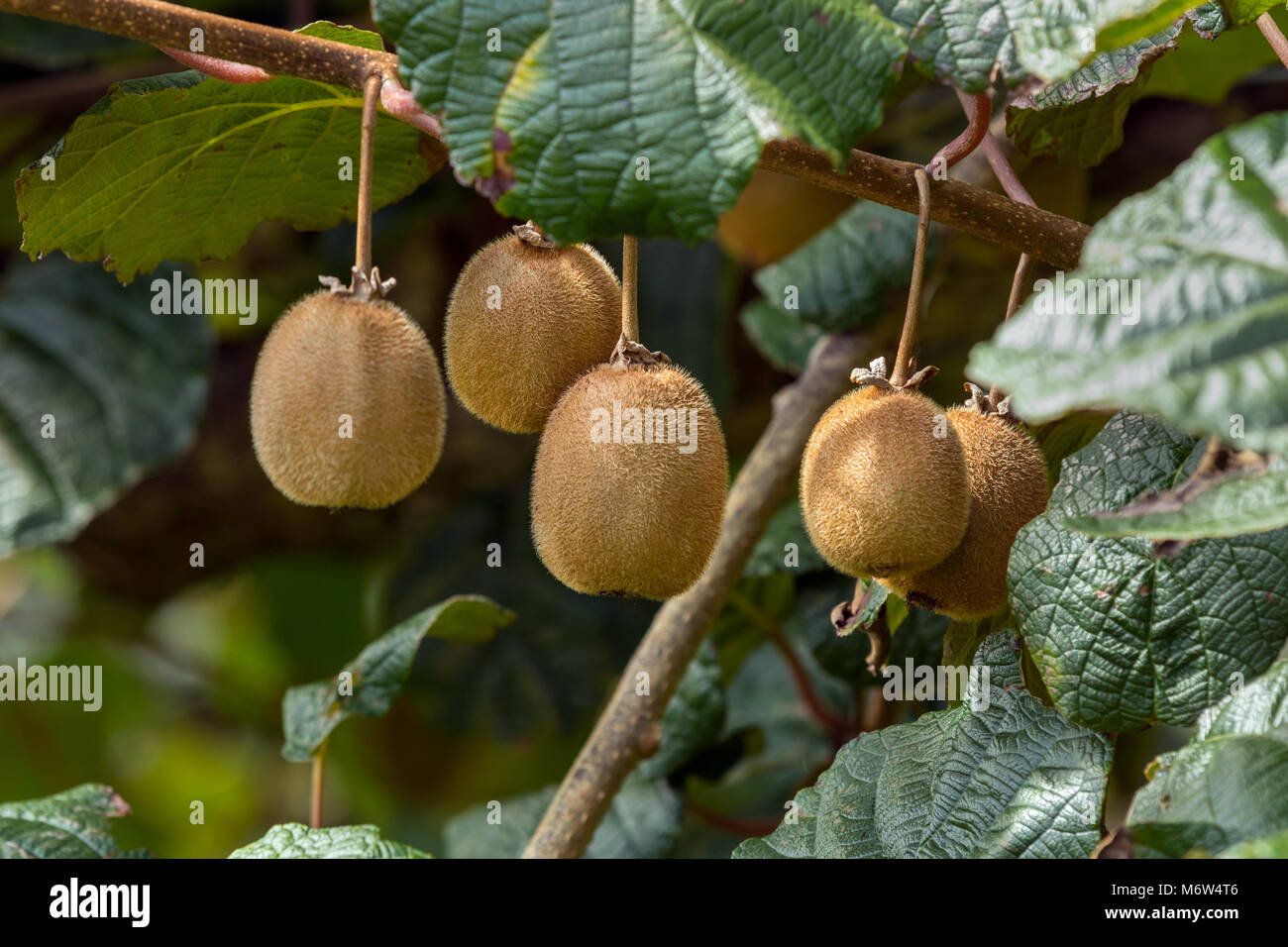 Kiwi fruit orchard new zealand hi-res stock photography and images - Alamy