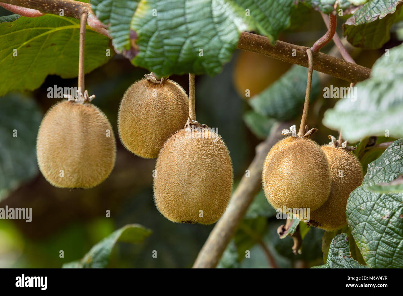 Kiwi Fruit on Vines Stock Photo