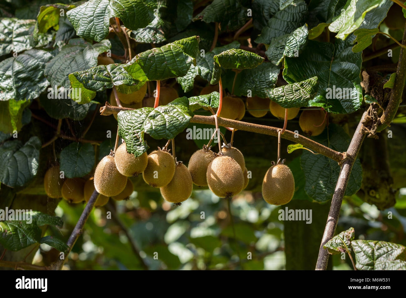 Kiwi Fruit on Vines Stock Photo