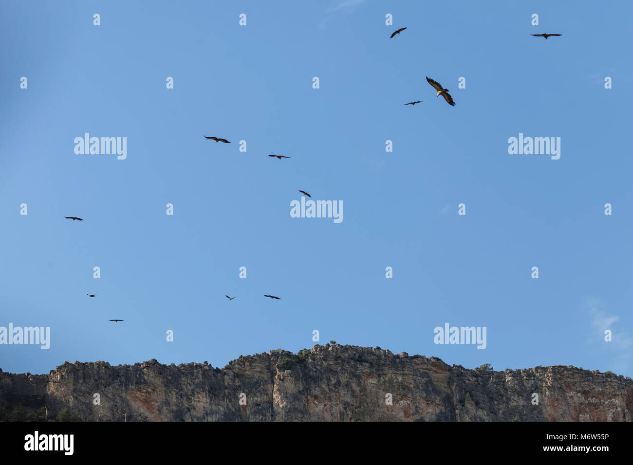Vultures flying group hires stock photography and images Alamy