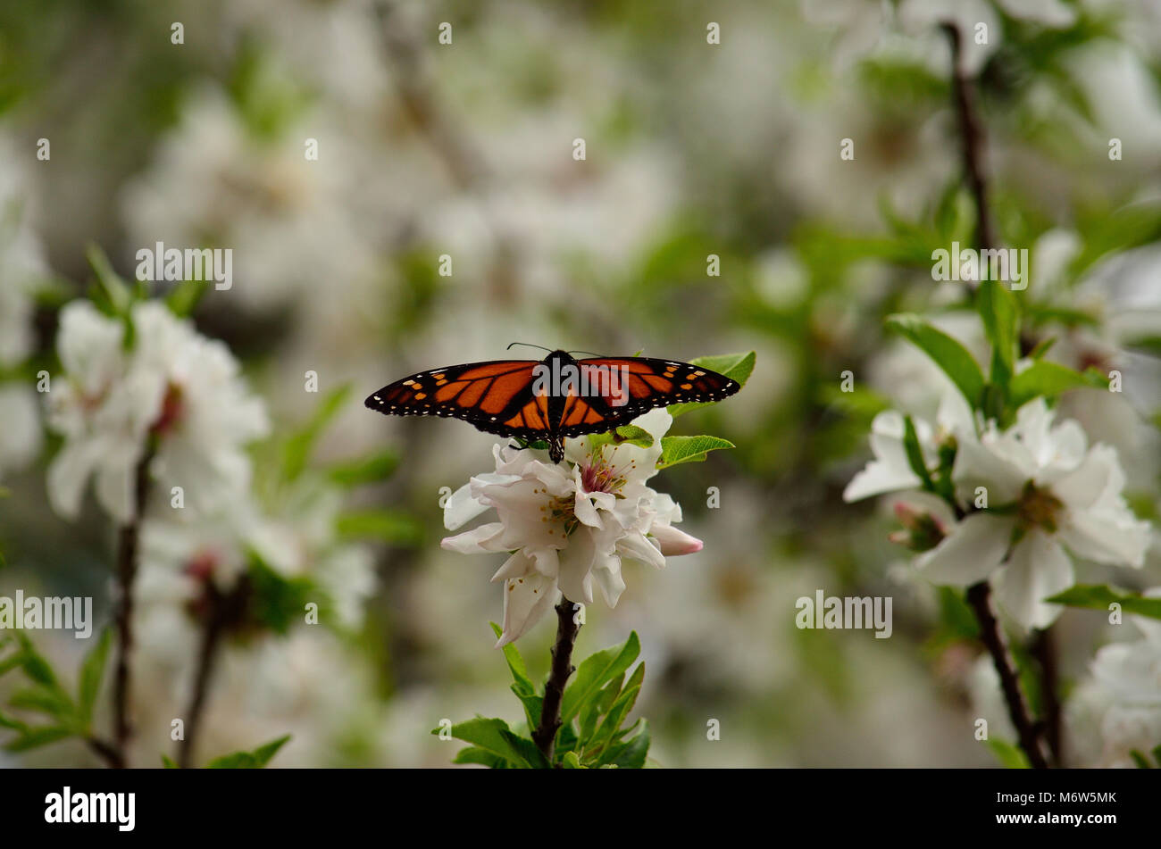 Monarch butterfly on flowers of almond tree, Danaus plexippus Stock ...