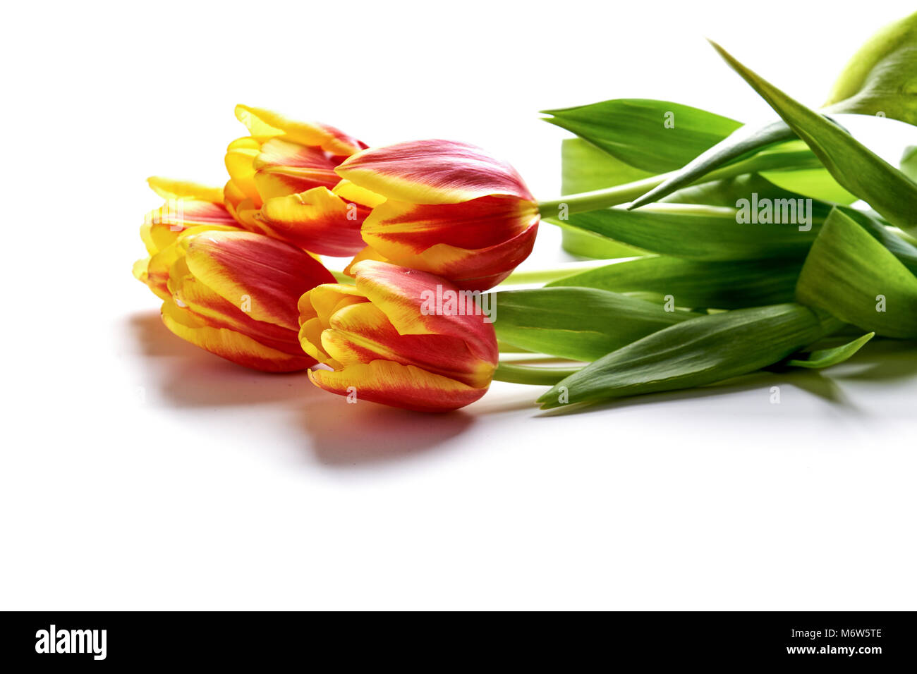 red and yellow tulips over white background Stock Photo - Alamy