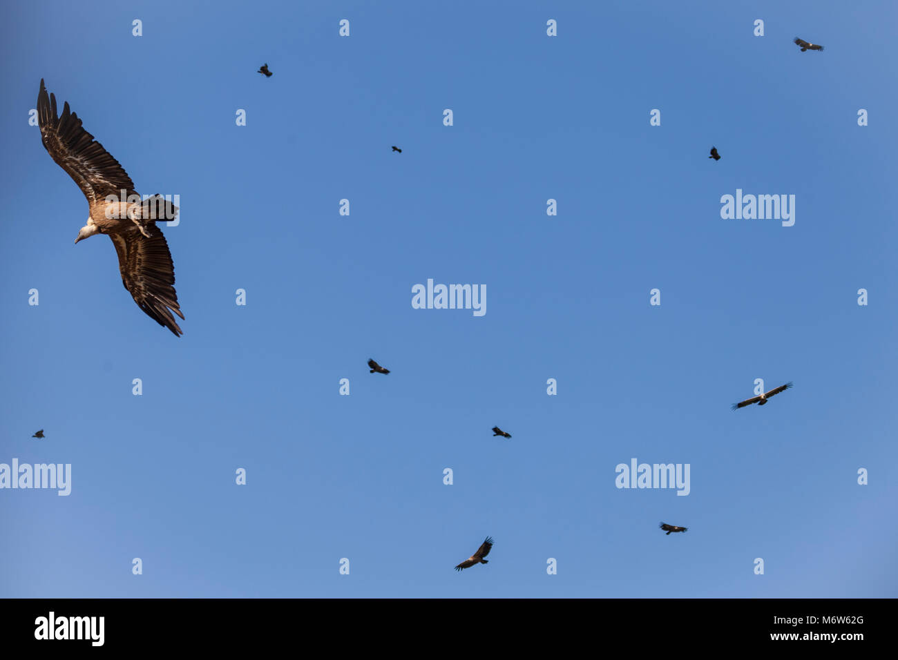 Vultures flying group hires stock photography and images Alamy