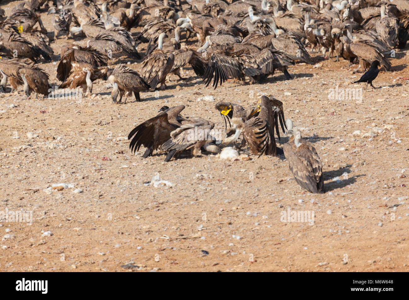 group of vultures feeding Stock Photo Alamy