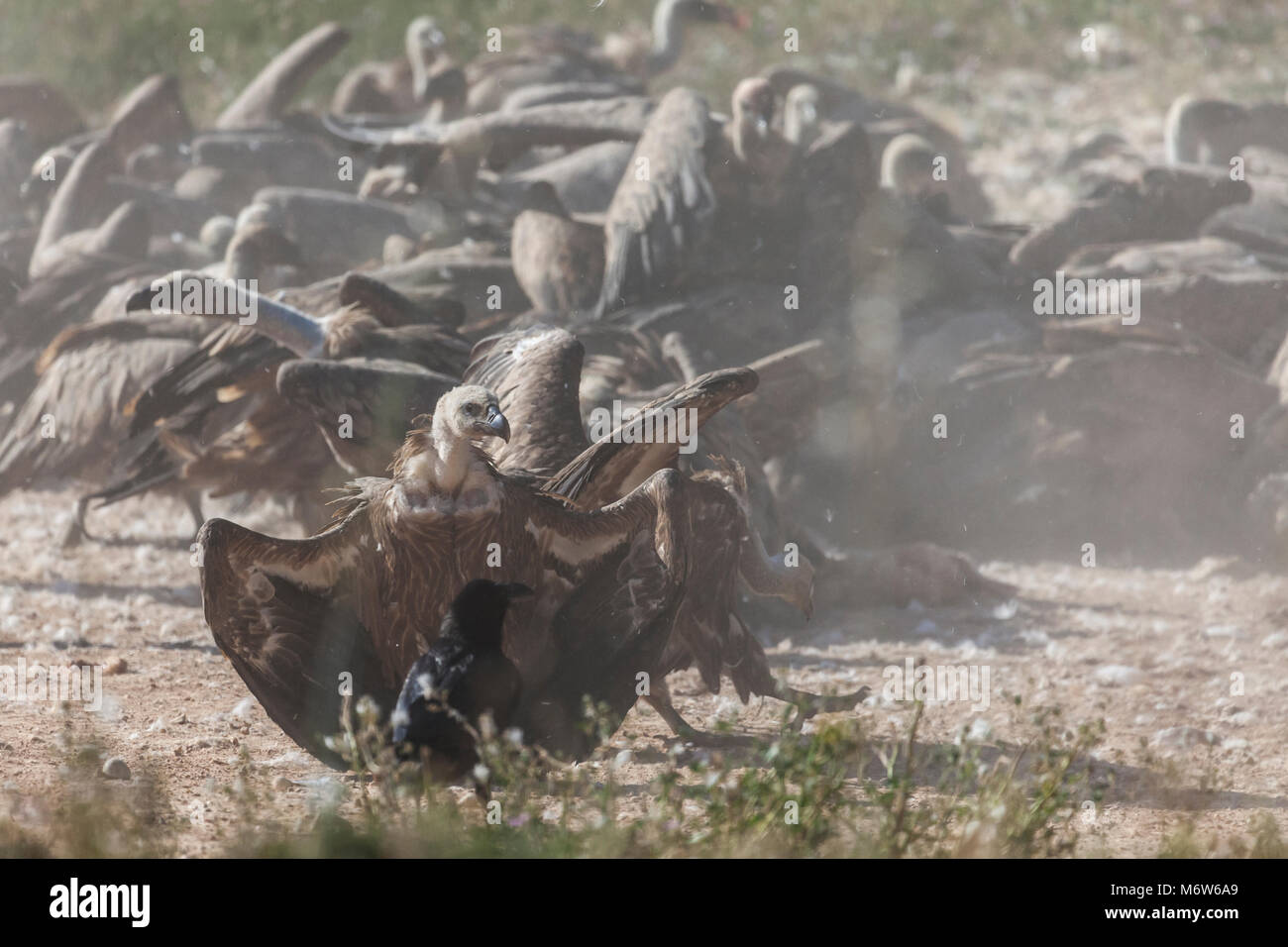 young vulture in aggressive actitude vs raven Stock Photo