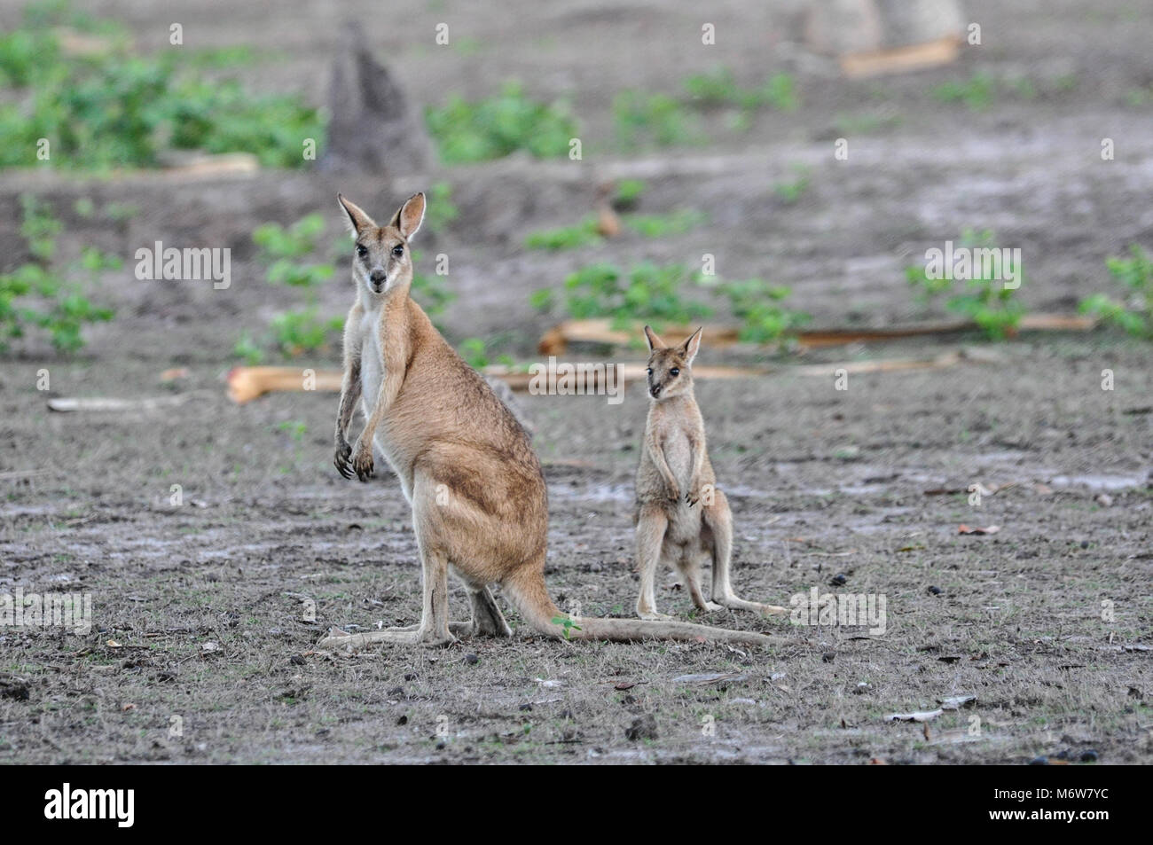 Agile Wallaby or Sandy Wallaby (Macropus agilis) with joey, Bamurru Plains near Northern Territory, Australia Stock Photo