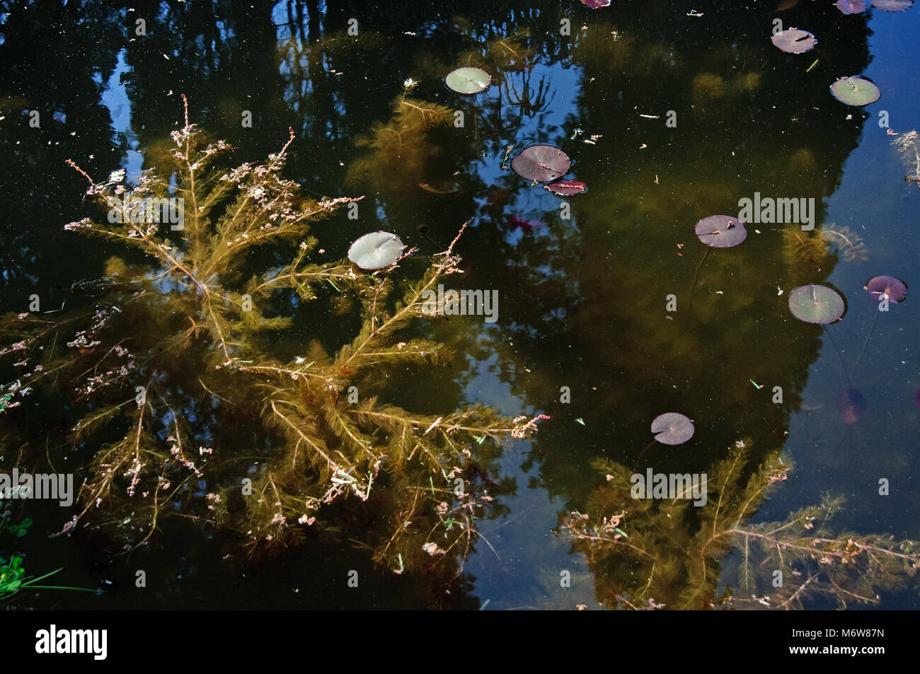 Aquatic plants and algae hi-res stock photography and images - Alamy