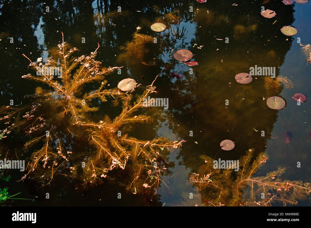 Aquatic plants and algae hi-res stock photography and images - Alamy