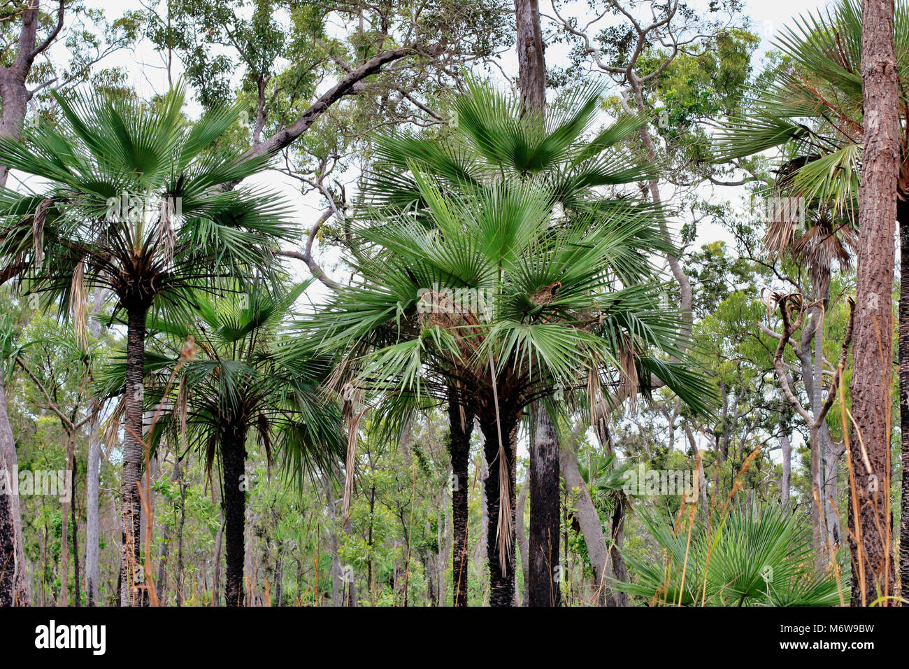 Native palm trees hires stock photography and images Alamy