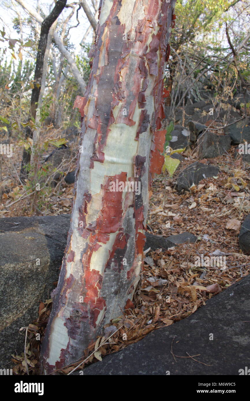 Sterculia bark Stock Photo